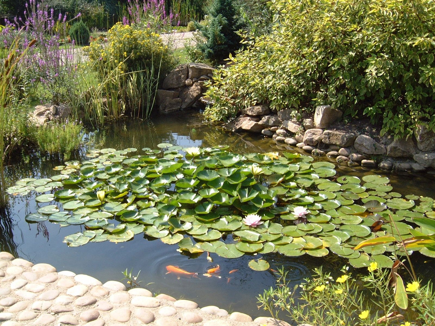 Garden pond with PVC pond liner