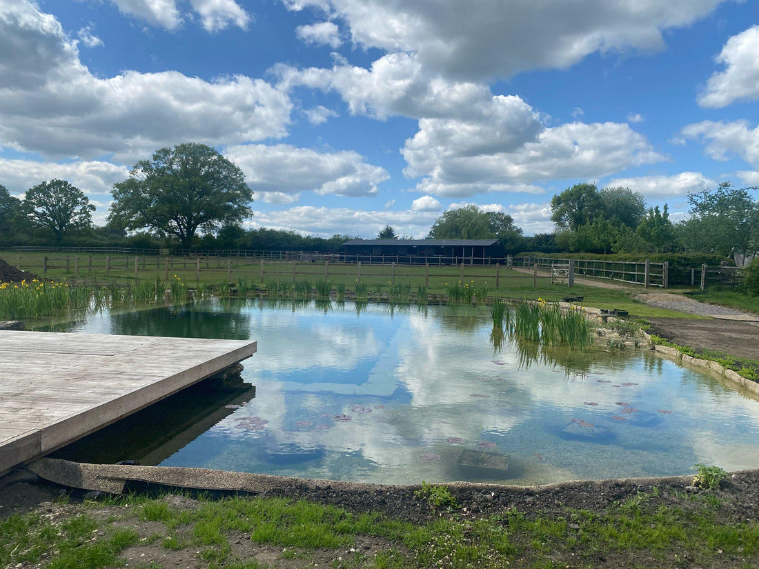 How Do Swimming Ponds Work?