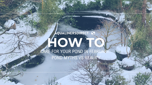 Caring for Your Pond in February: Myths vs Reality