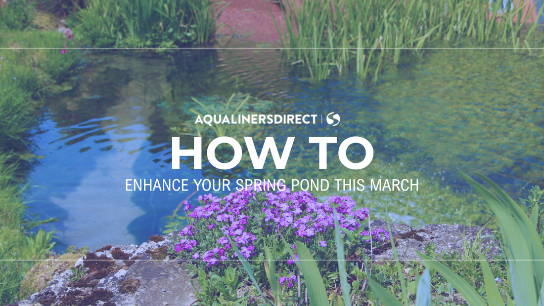 How To Enhance Your Spring Pond This March