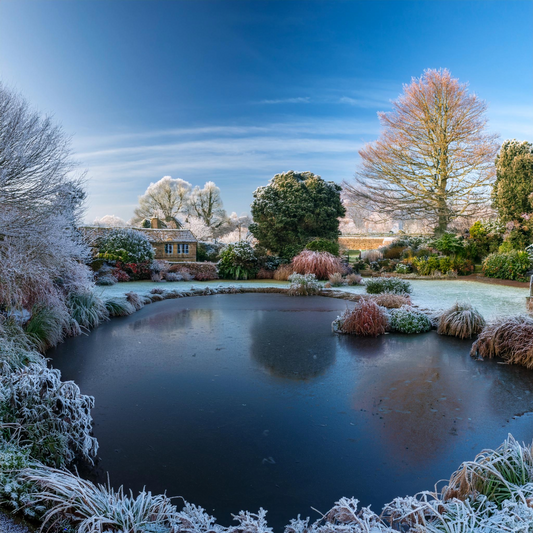 Winter Pond Life: Supporting Fish and Wildlife