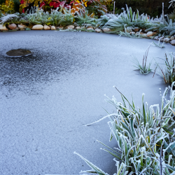 How to look after a pond in winter