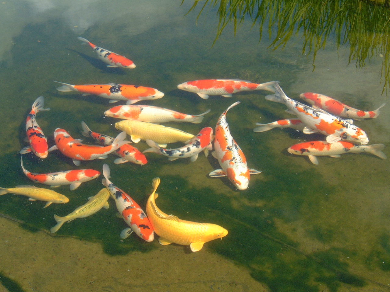 Koi Fish Pond Liner